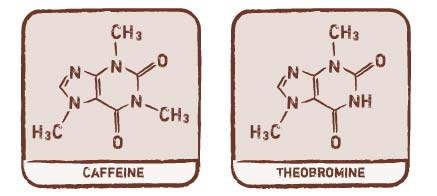 caffeine-theobromine.jpg